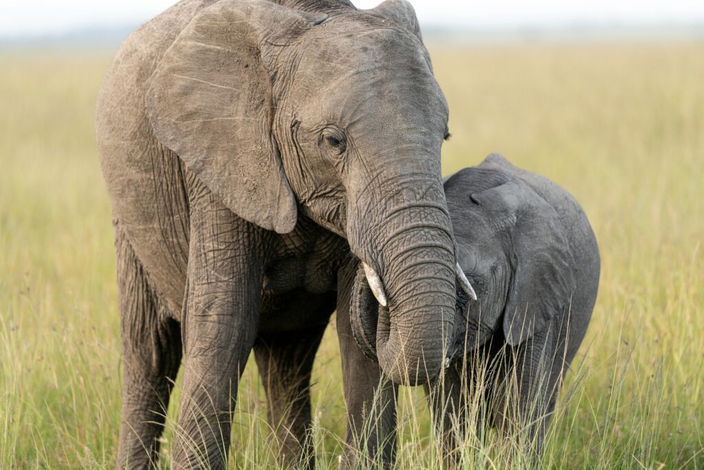 A serene moment of mother and baby African elephants in the grasslands of Kenya's Masai Mara.